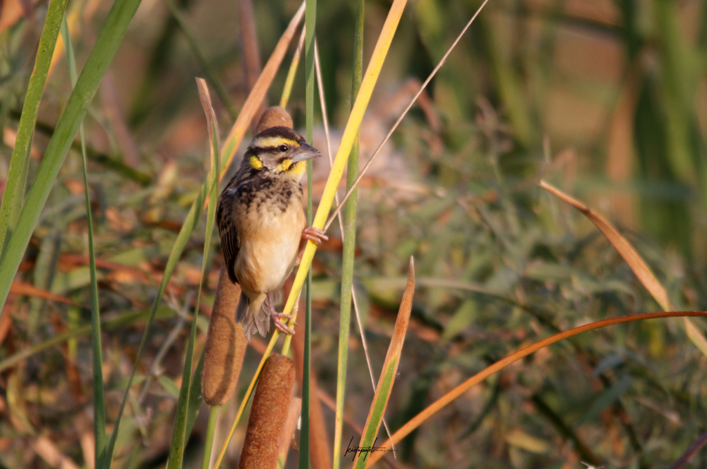 Streaked Weaver